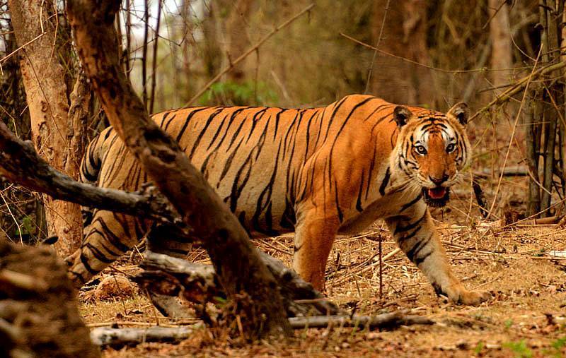 Sundarbans National Park Tour Img4