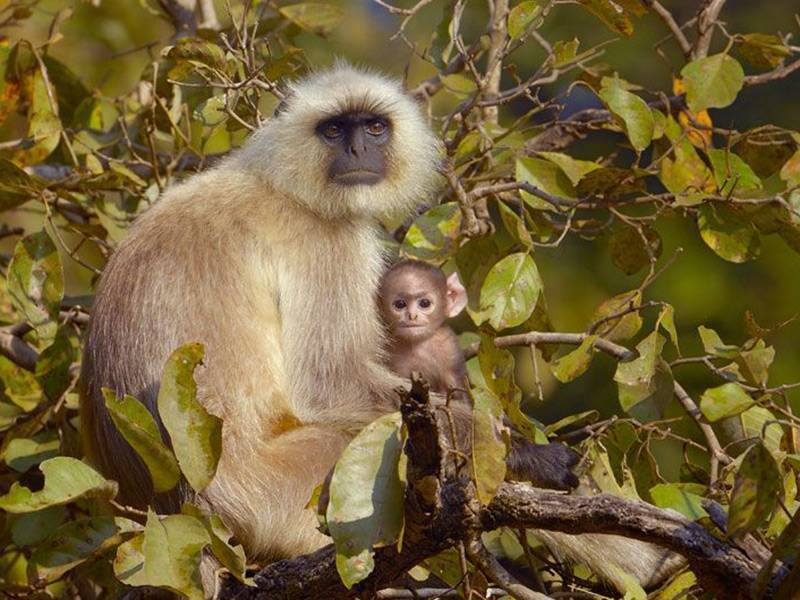  Rajaji National Park