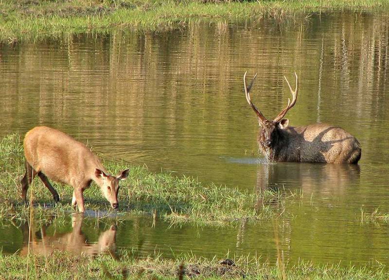  Rajaji National Park