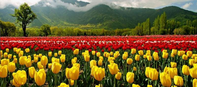 Golden Triangle Tour with Srinagar & Mumbai