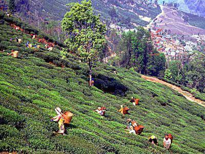 Darjeeling :- A Quick and Handy Travel