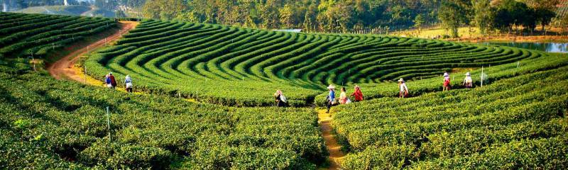 Darjeeling :- A Quick and Handy Travel