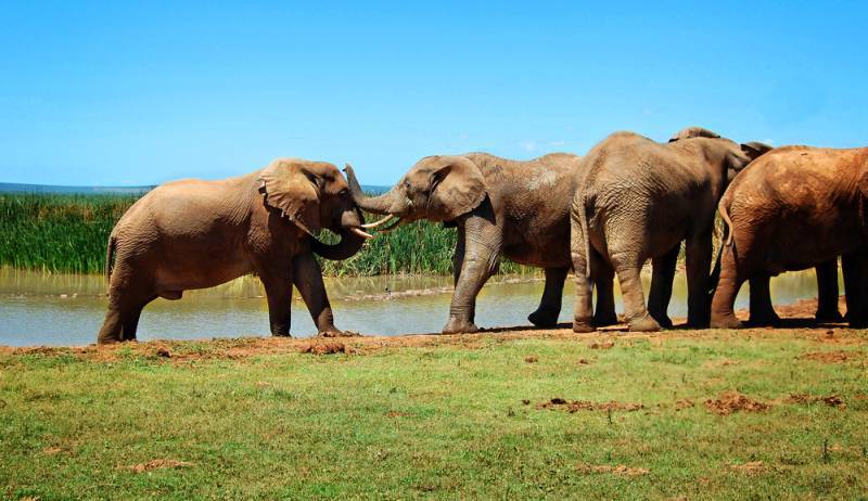 Kaziranga National Park