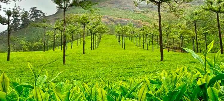 Tropical Kerala