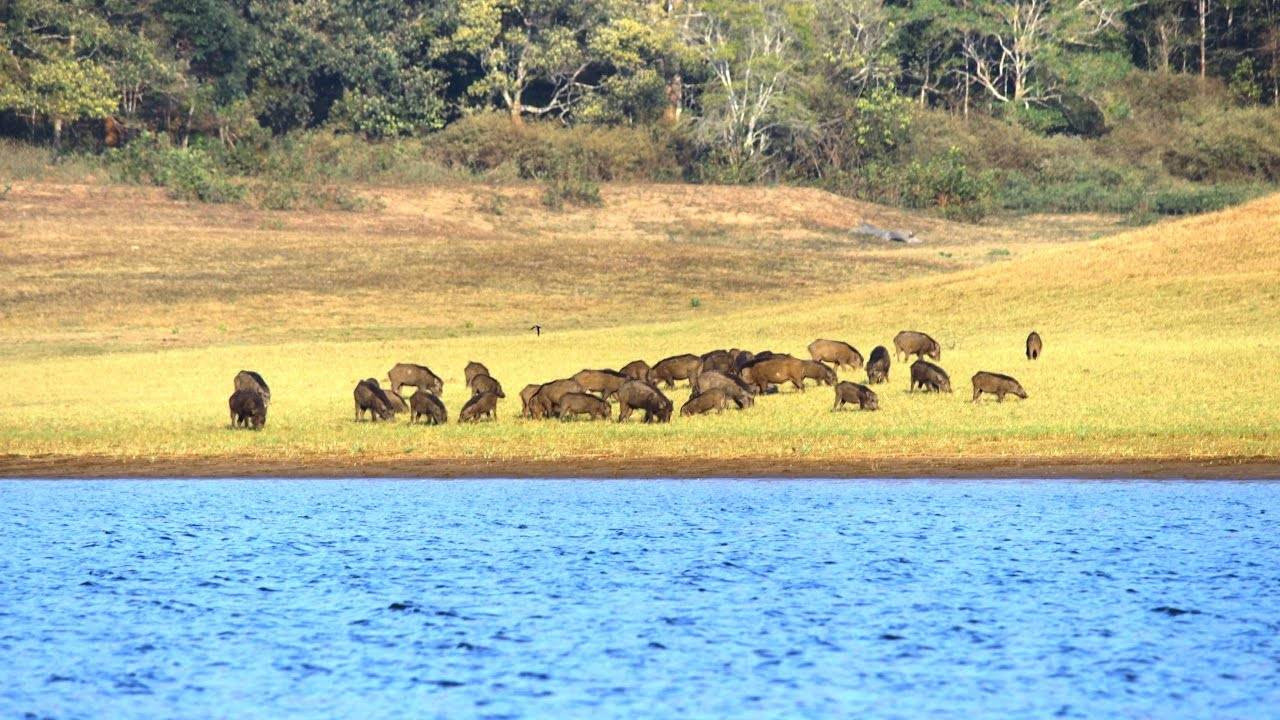 Tropical Kerala