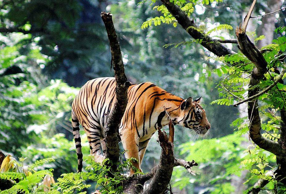 Magical Kerala Tour