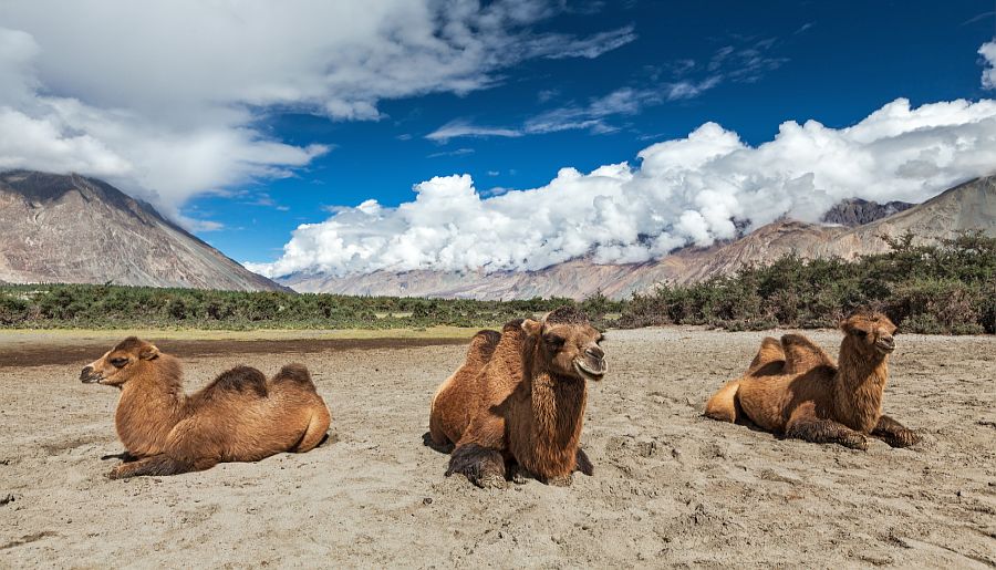 Ultimate Ladakh Tour