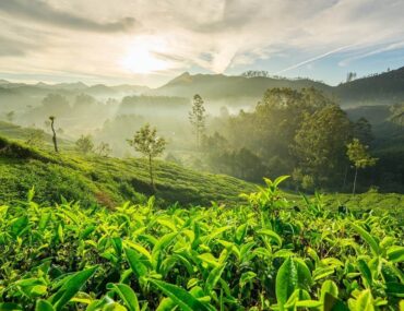 Munnar Kerala