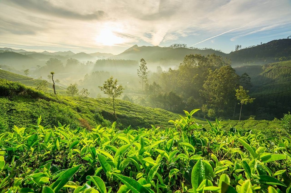 Munnar Kerala