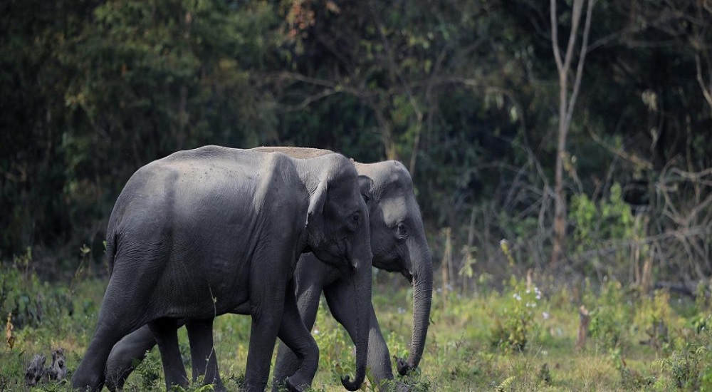 Best Experiential Tour Operators in Bhutan 4 Royal Manas National Park Bhutan