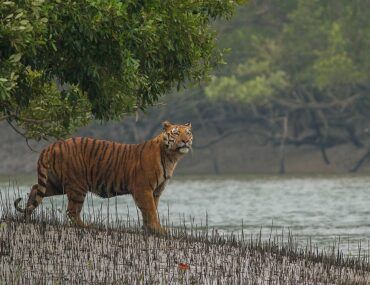 Sundarbans National Park