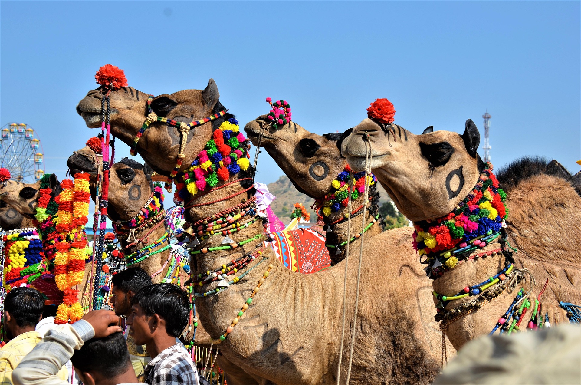 camels 6802194 1920