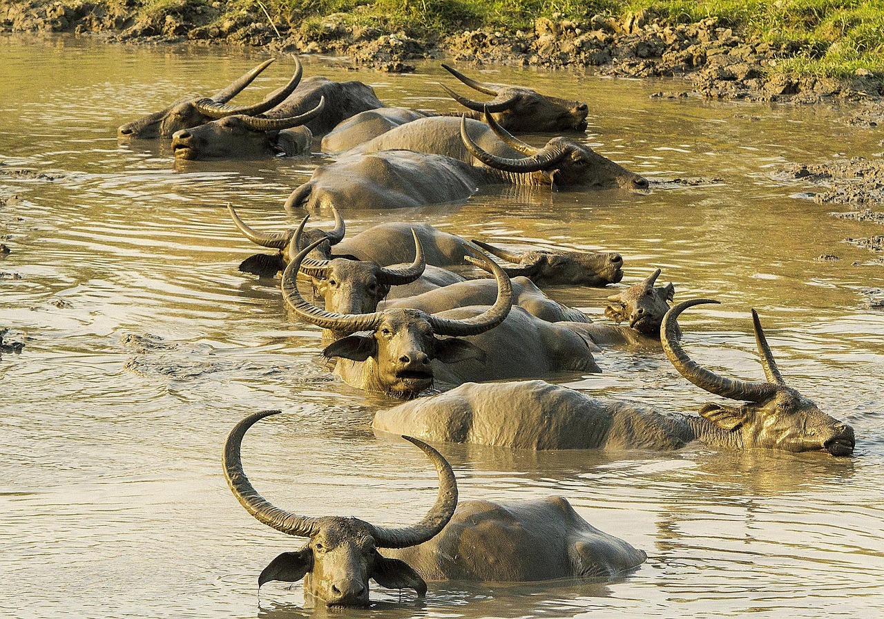 Best Time To Visit Kaziranga National Park 3 Wild buffalo with large horns resting in a pond at Kaziranga National Park, Assam