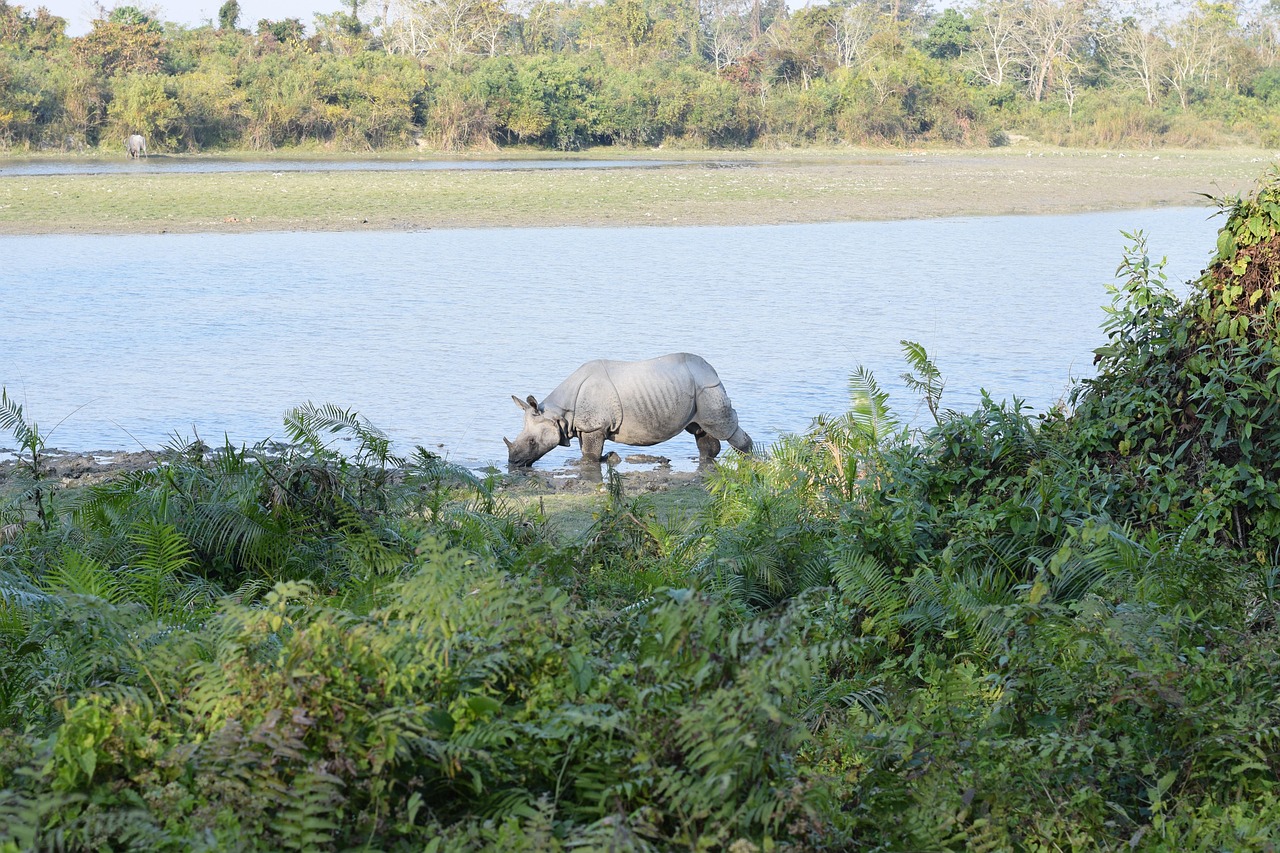 Best Time To Visit Kaziranga National Park 4 Wildlife photographer capturing a one-horned rhino during golden hour in Kaziranga National Park