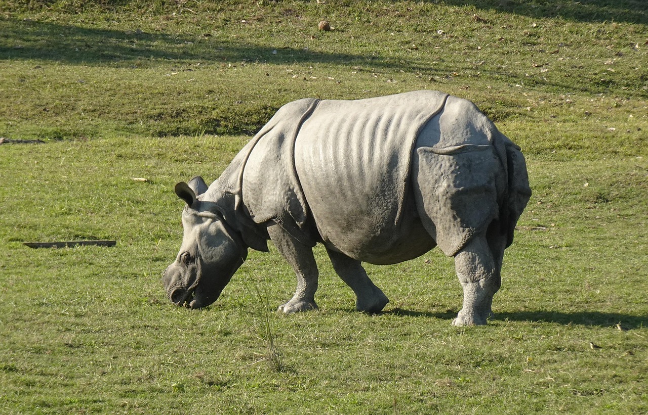 Best Time To Visit Kaziranga National Park Wild one-horned rhinoceros grazing in Kaziranga National Park during dry season