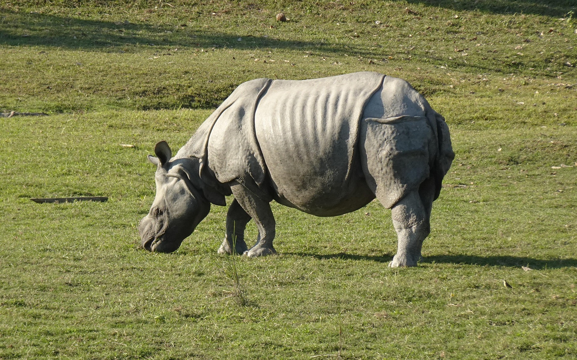 rhinoceros 6885399 1920