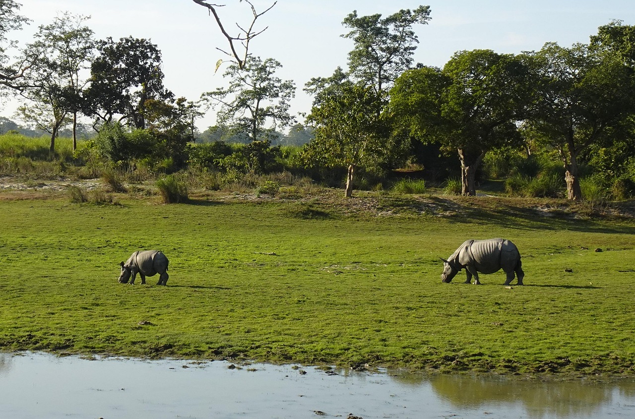 Best Time To Visit Kaziranga National Park 1 Two one-horned rhinoceroses walking side by side in Kaziranga National Park