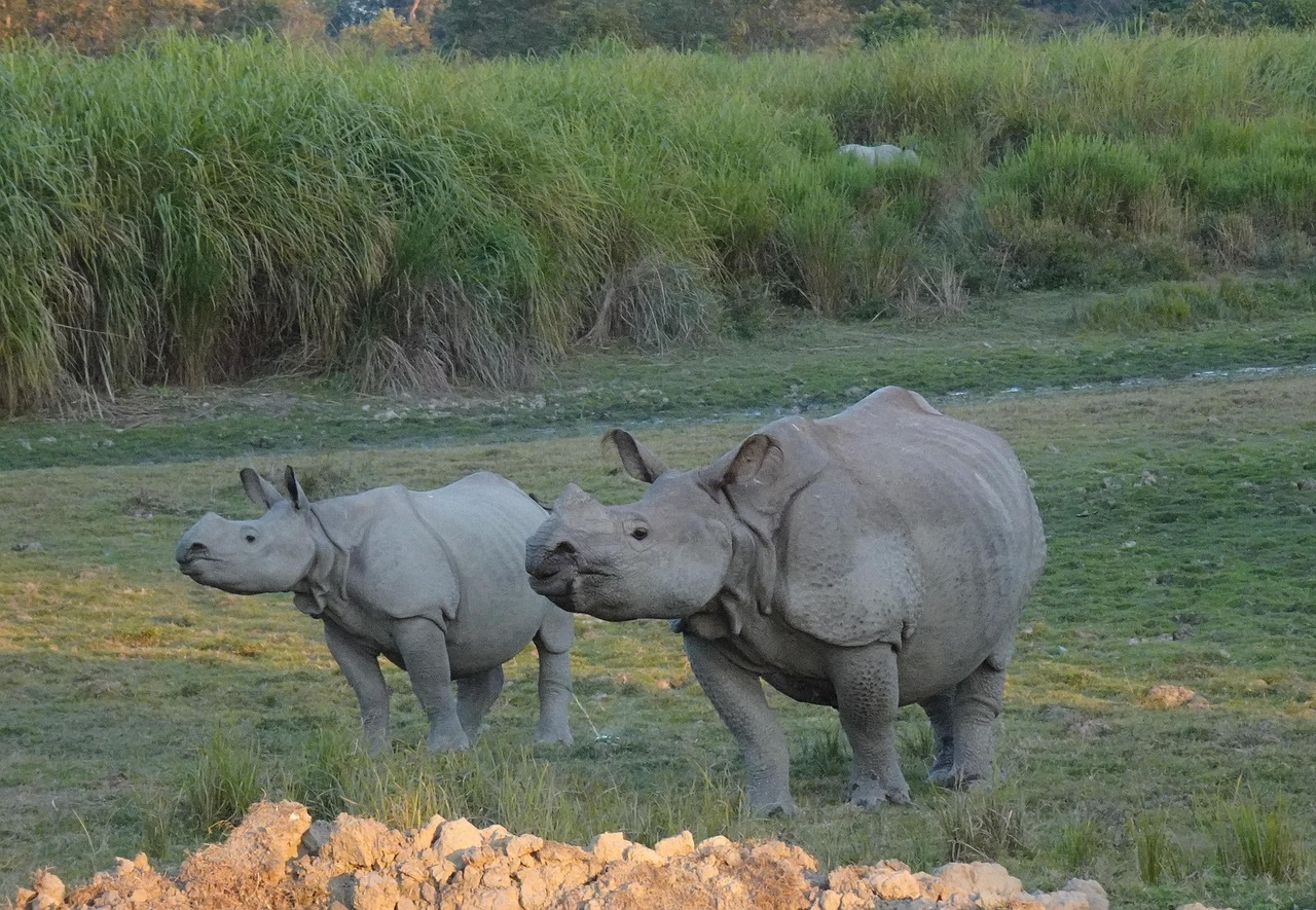 Best Time To Visit Kaziranga National Park 2 Two large one-horned rhinos standing in the open grasslands of Kaziranga National Park