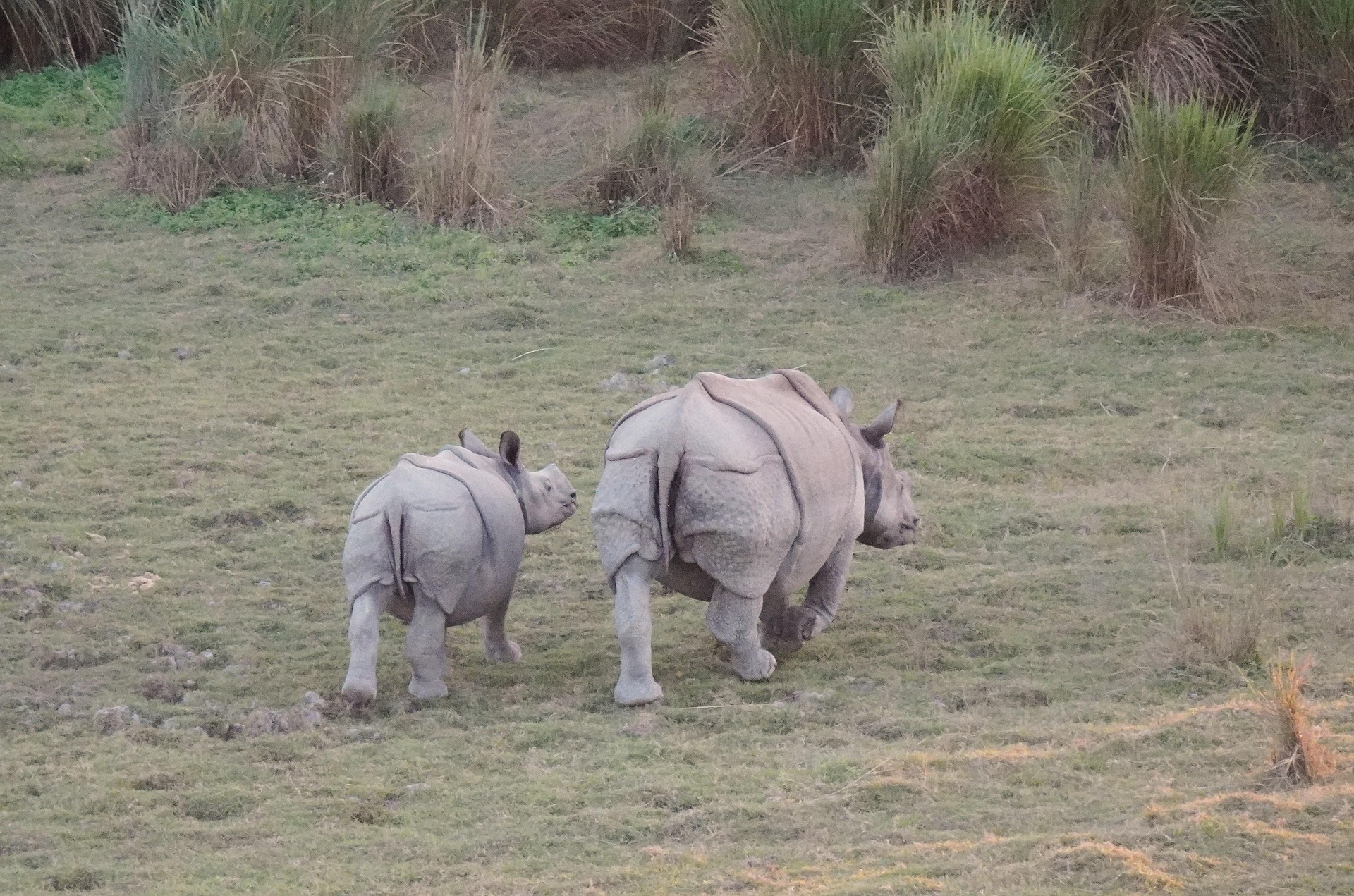 rhinoceros 6887630 1920