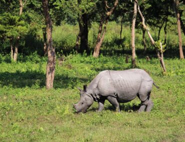 Indian one-horned rhino eating grass in Pobitora during best time to visit