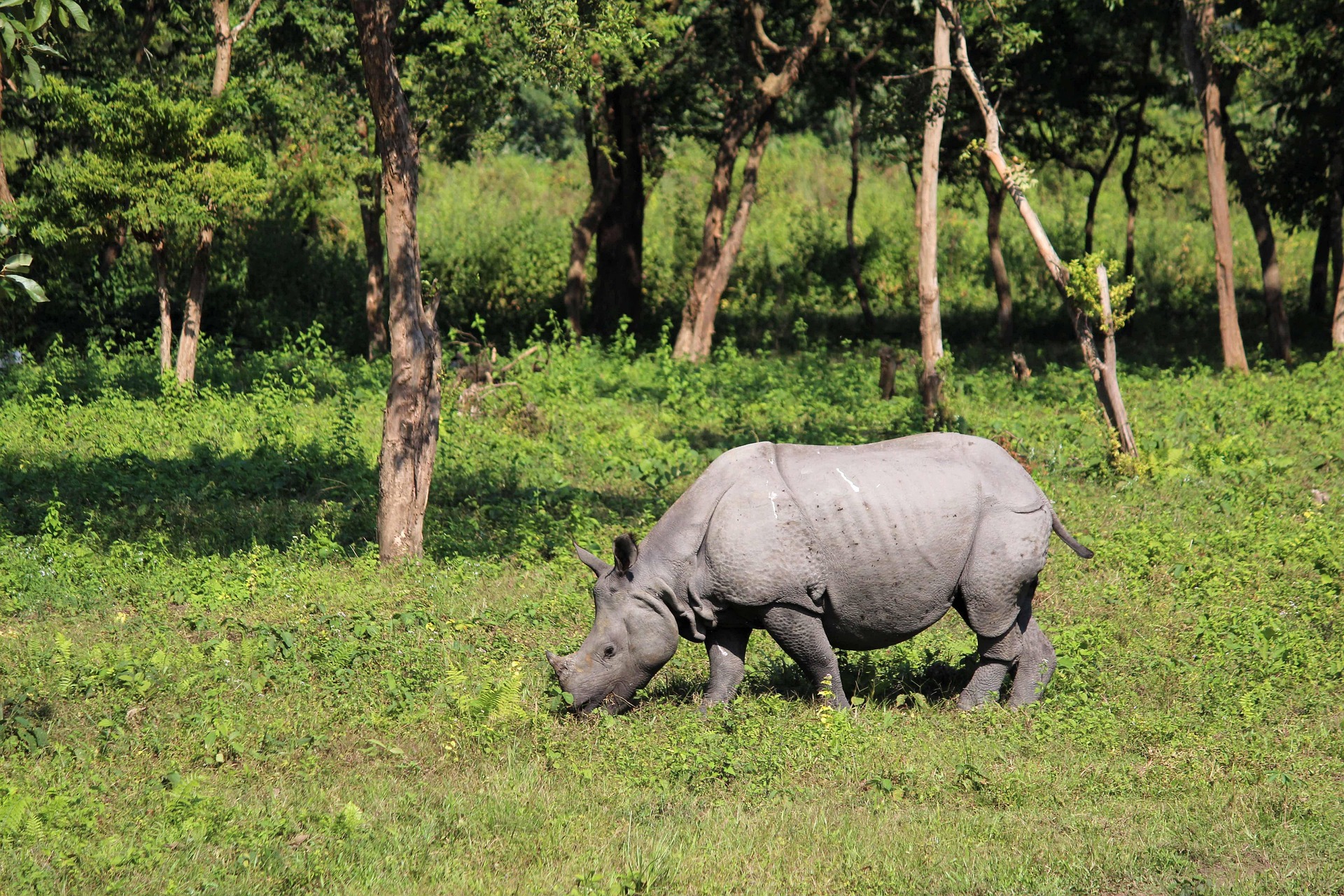 rhinoceros 8914950 1920