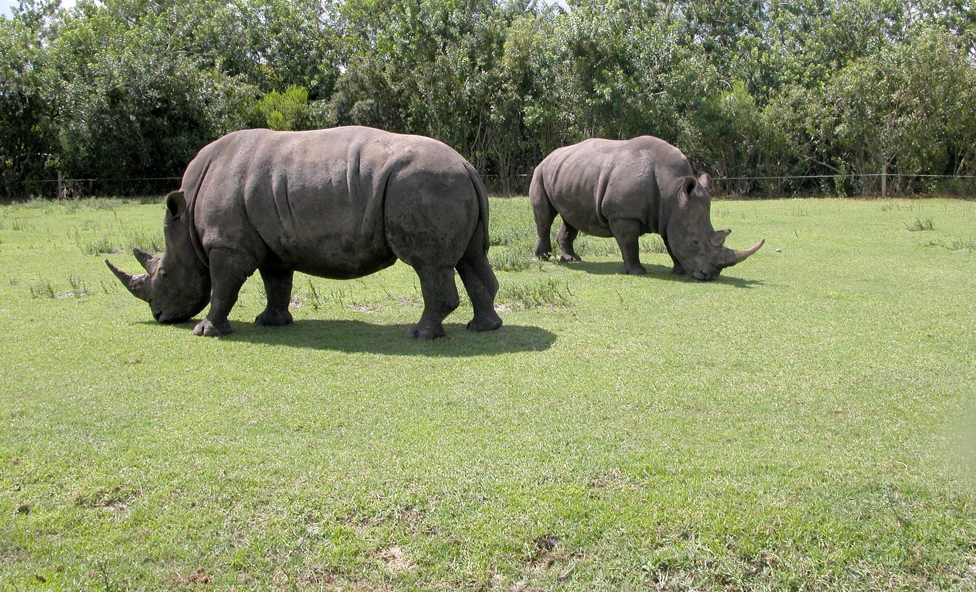 rhinos 1617527 1920