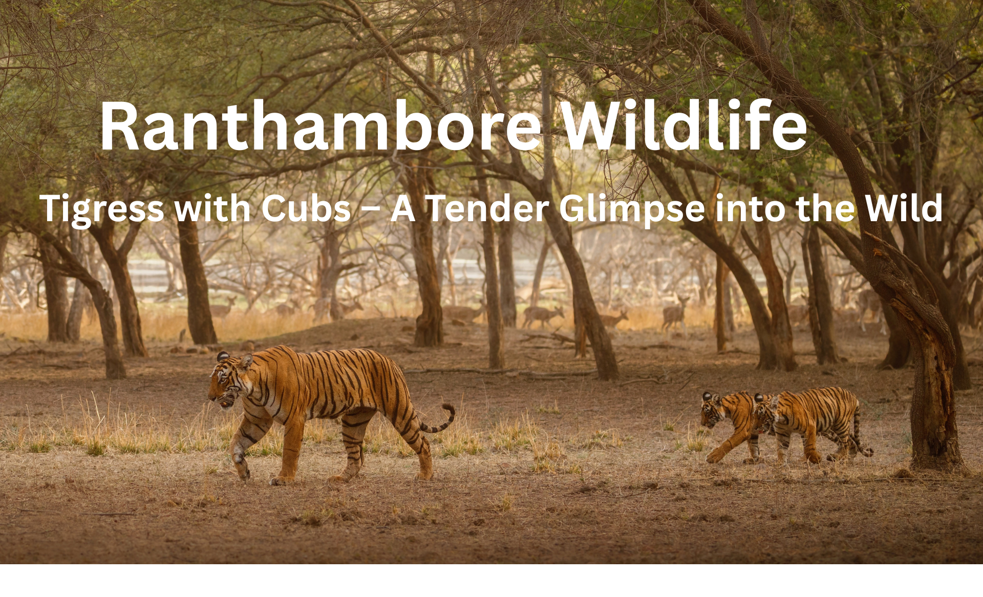 Bengal tigress with her cubs in Ranthambore National Park, India, symbolizing the beauty and bond of wildlife in its natural habitat