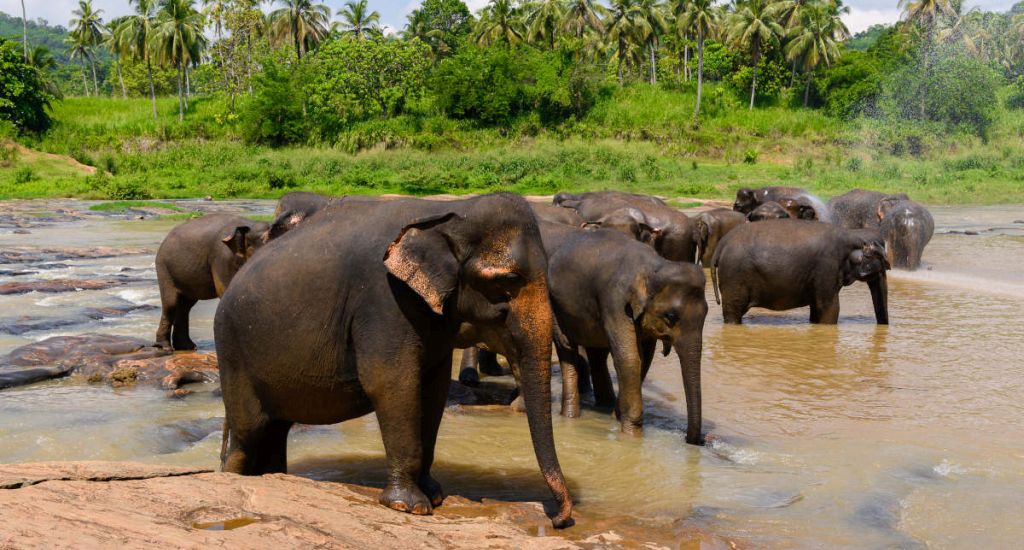 Sri Lanka Wildlife Tour Packages