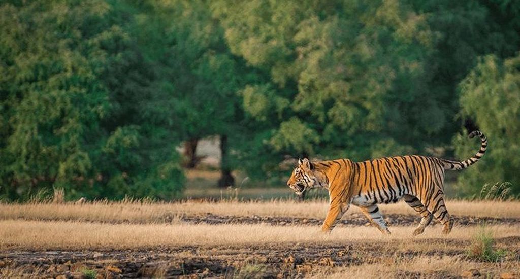 Luxury Golden Triangle with Ranthambore