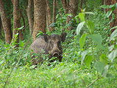 Wild Boar