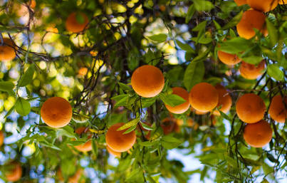 Ripe Oranges On A Tree