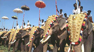 Elephants at Thrissur Pooram - Kerala