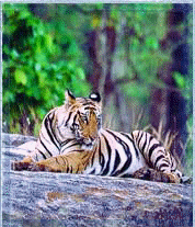 Tiger, Bandhavgarh National Park